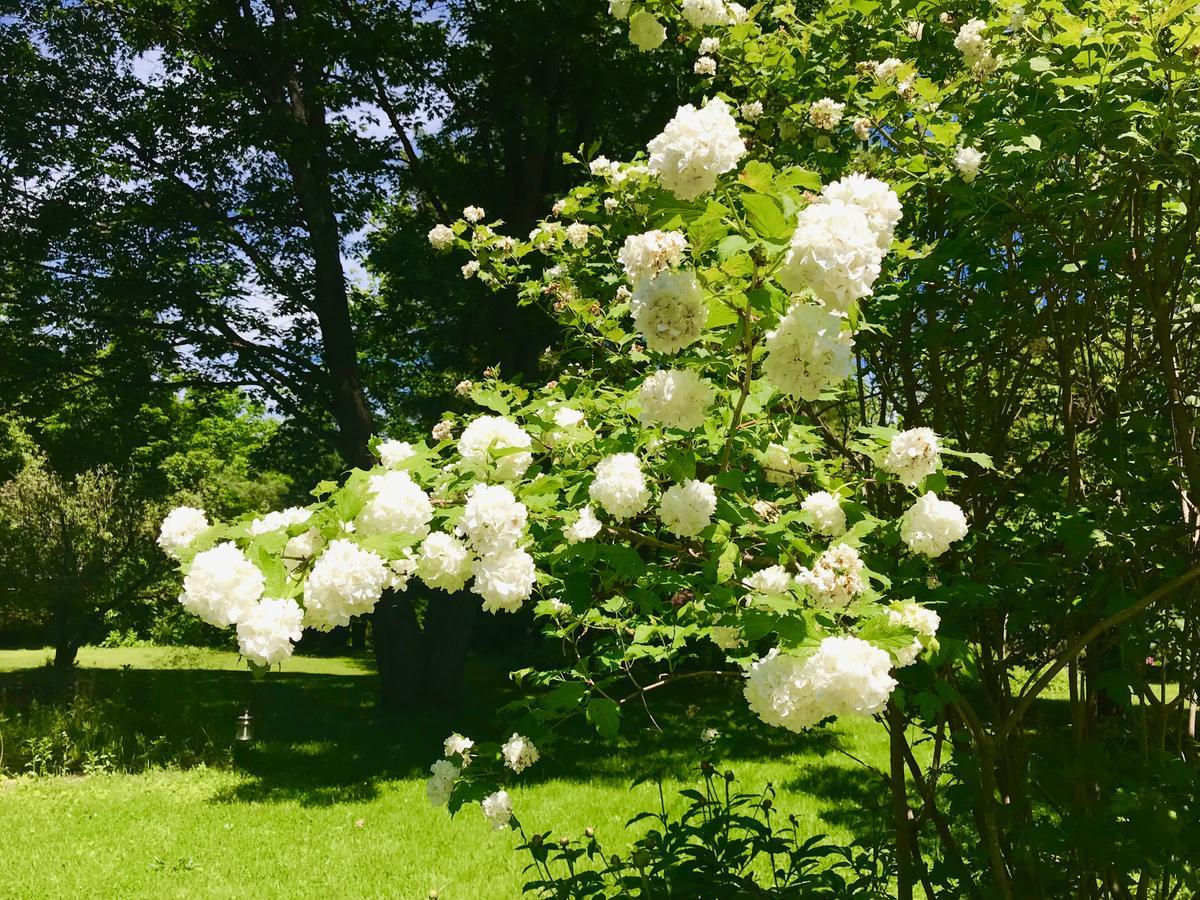 Auberge Tom B&B Chelsea Eksteriør billede